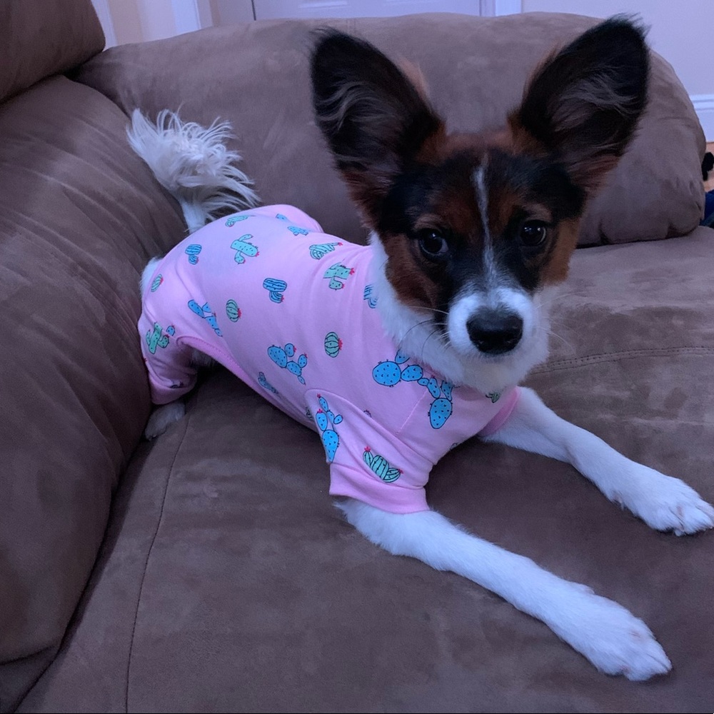 Small cactus onesy for dog